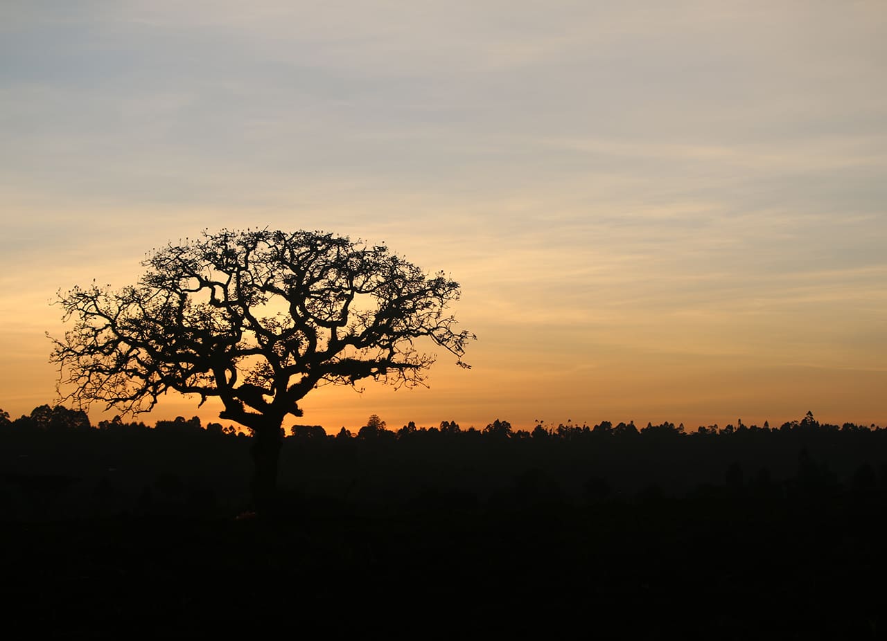Featured image for “Joulu Keniassa”