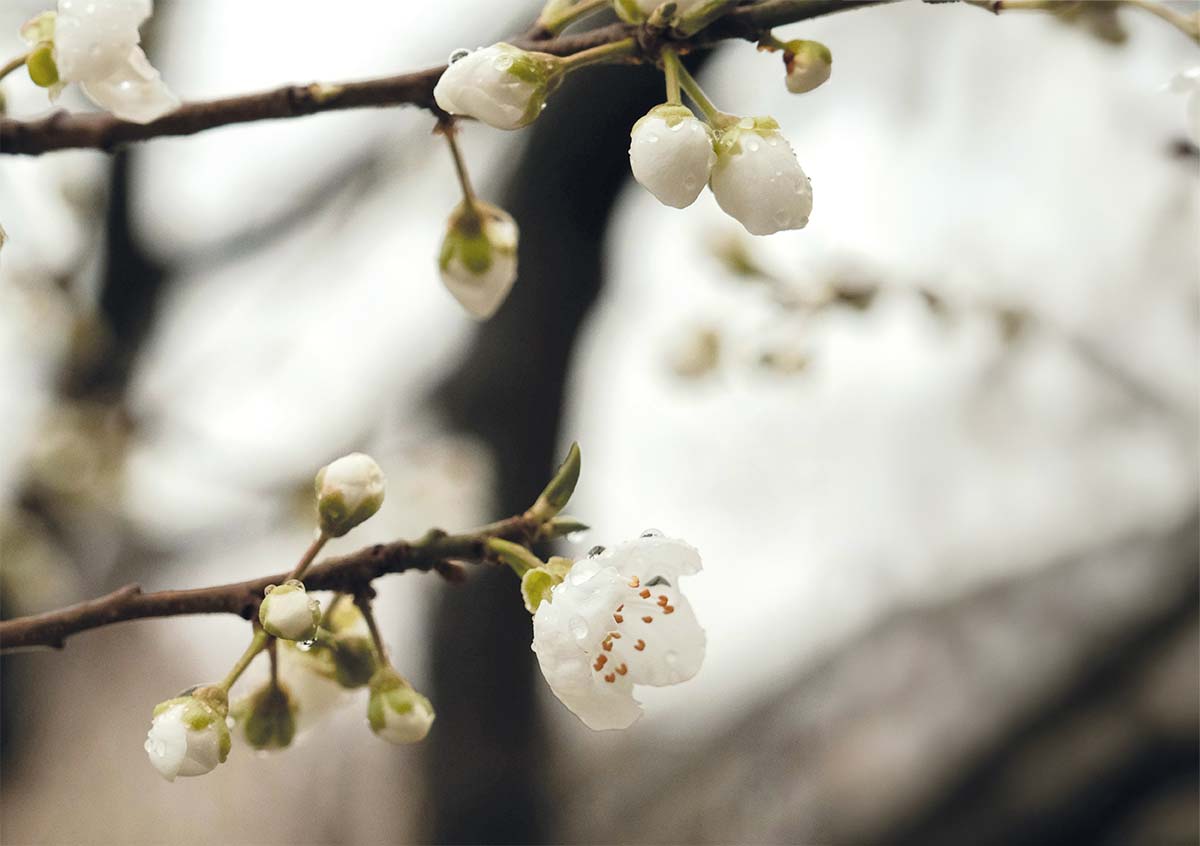 Featured image for “🔒 Vuodenajat Raamatussa”