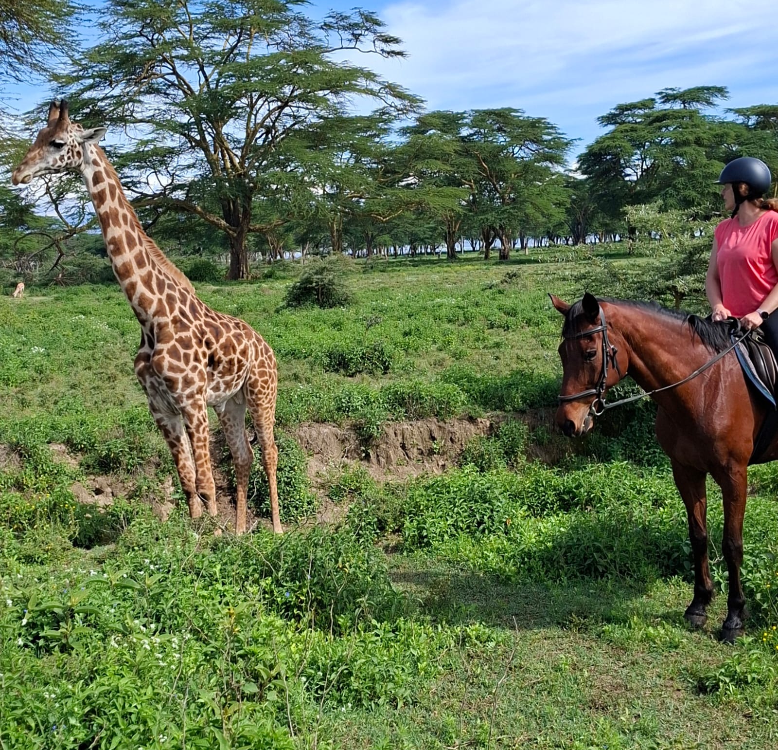 Featured image for “Kenttäkierros ja vuosikokous”